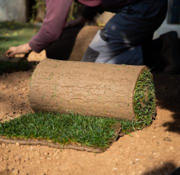 gardener laying down a roll of green grass turf in back yard. Gardening concept, green lawn